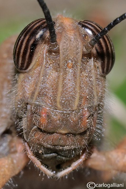 Facce da Ortotteri